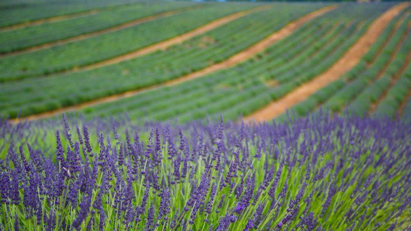 Provence França Roteiro de Viagem