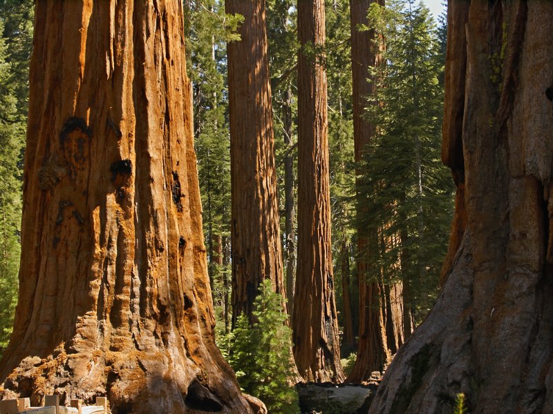 As gigantes florestas de Sequóias são um dos destaques da California. Foto: Kenneth Sponsler / Shutterstock.com