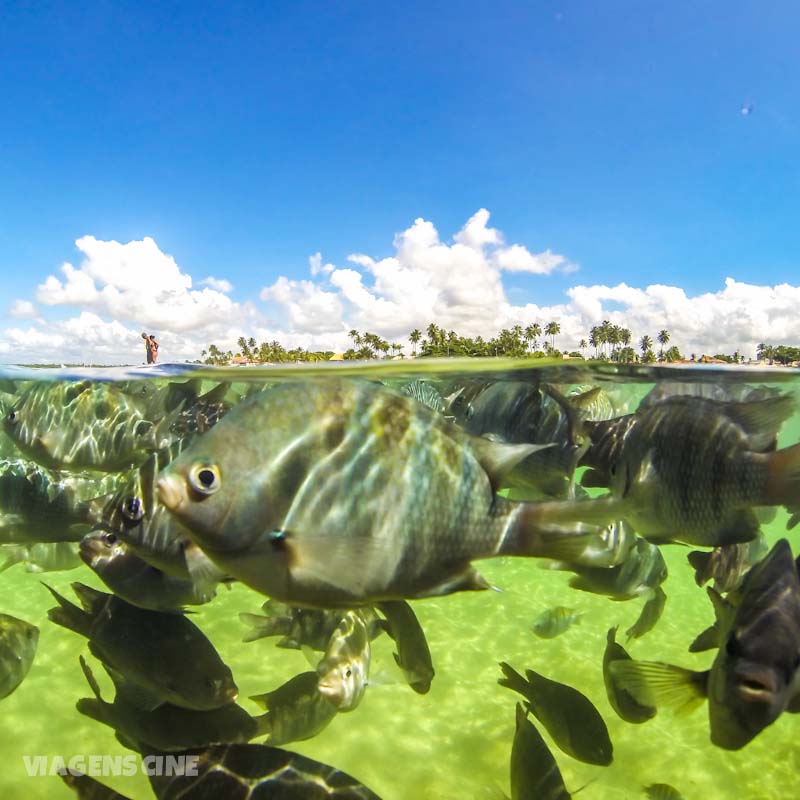 Melhores Praias de Pernambuco: Porto de Galinhas