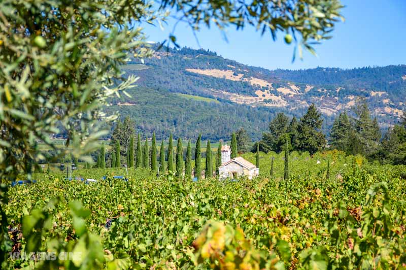 Napa Valley Dicas Vinícolas Califórnia