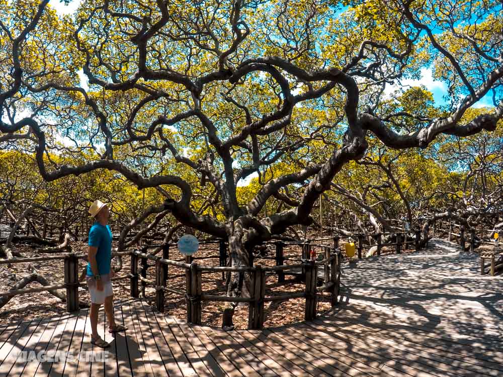 O que fazer em Natal RN - Os 7 Melhores Passeios e Pontos Turísticos do Rio Grande do Norte