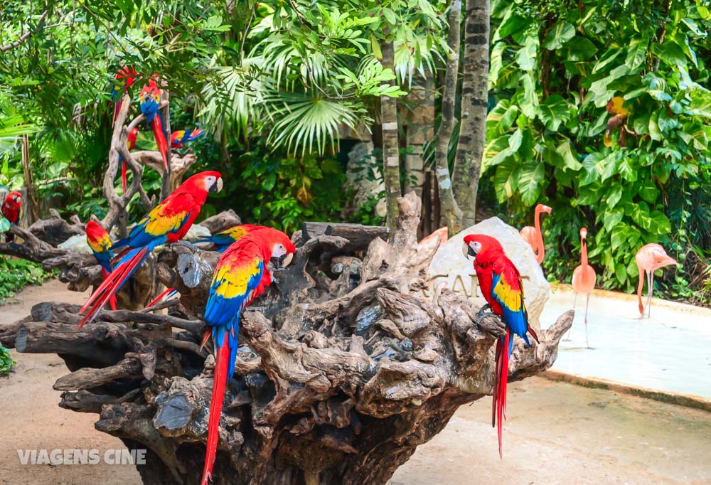 Xcaret Cancun Vale a Pena? O que Fazer, Preços e Principais Atrações