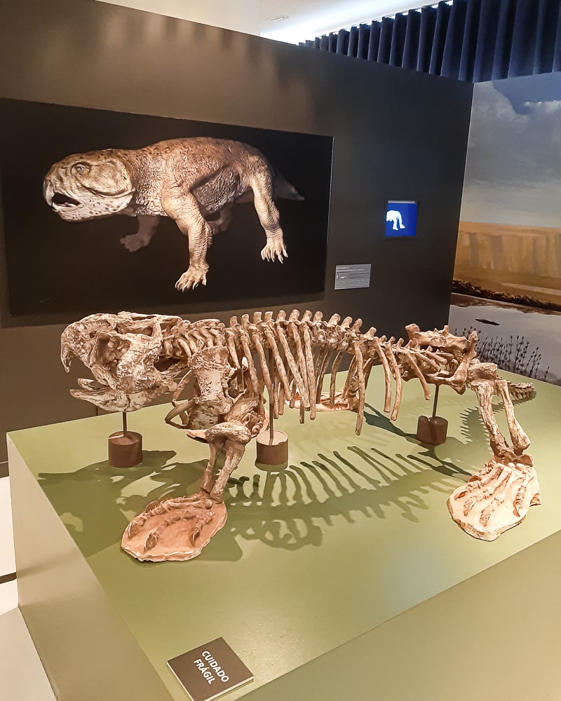 Esqueleto de animal pré-histórico exposto no Espaço do Conhecimento da UFMG