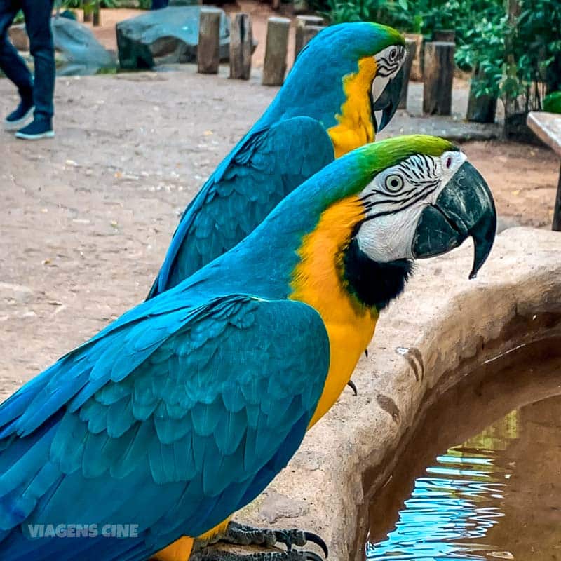 O que fazer em Foz do Iguaçu -Parque das Aves