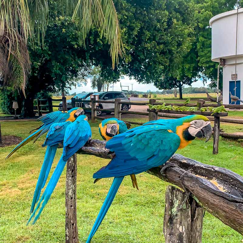 O que fazer no Pantanal MS: Roteiro de Viagem com Bonito