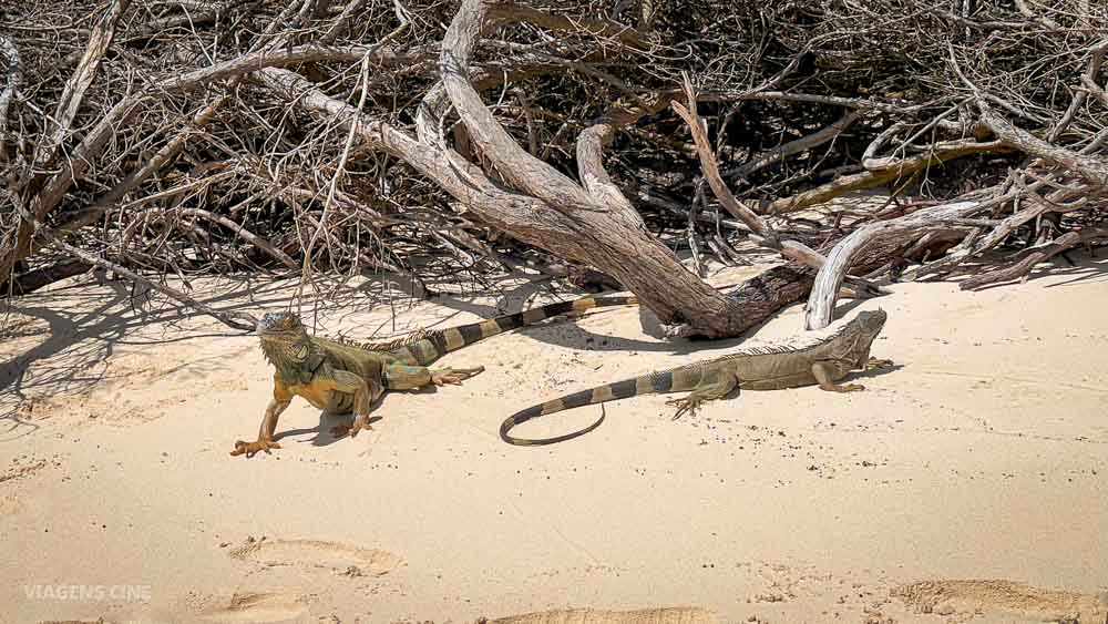 San Andrés: Iguanas em Johnny Cay