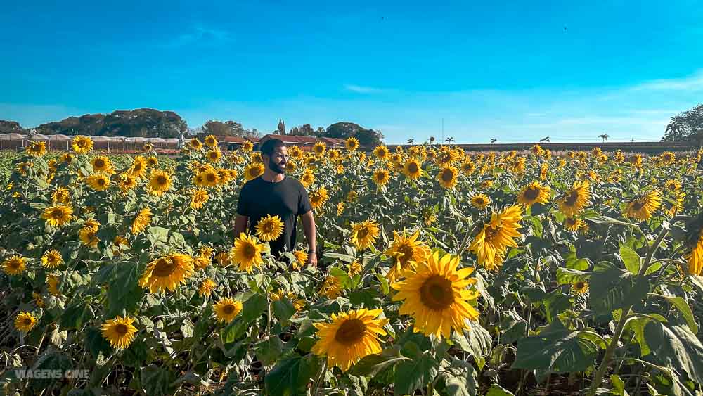 Lugares para Viajar perto de São Paulo - Holambra